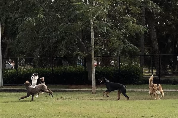 Dog Park at Wellington Park photo 2